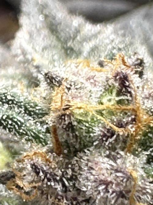 Permanent Marker. Week 21