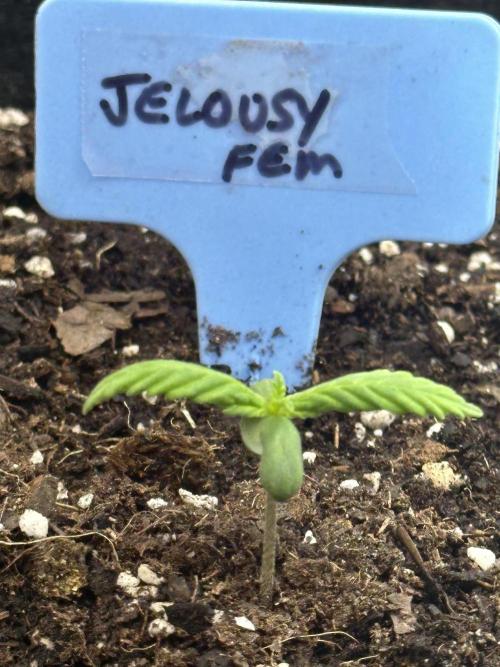 Hey Jealousy. Week 1