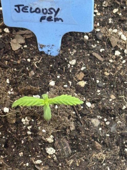 Hey Jealousy. Week 1