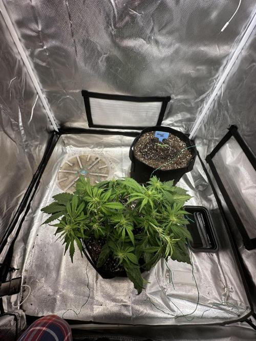 Blimburn Tangie Automatic. Week 7
