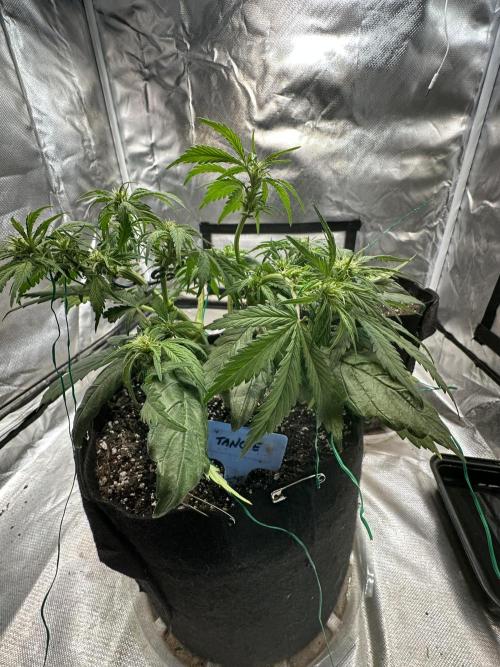 Blimburn Tangie Automatic. Week 7