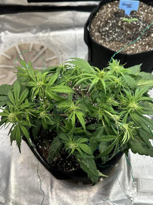 Blimburn Tangie Automatic. Week 7