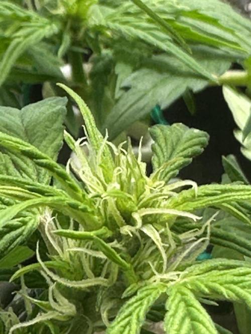 Blimburn Tangie Automatic. Week 7