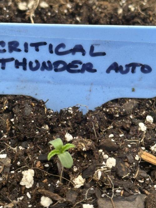 MSNL Critical Thunder Auto. Week 0