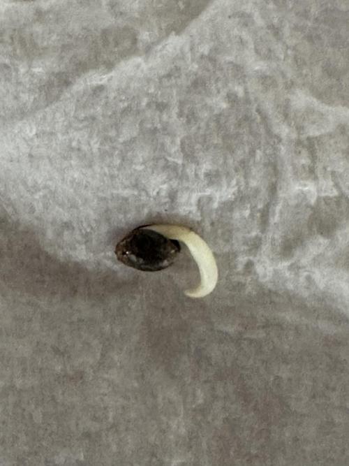 MSNL Critical Thunder Auto. Week 0