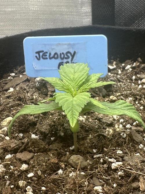 Hey Jealousy. Week 2