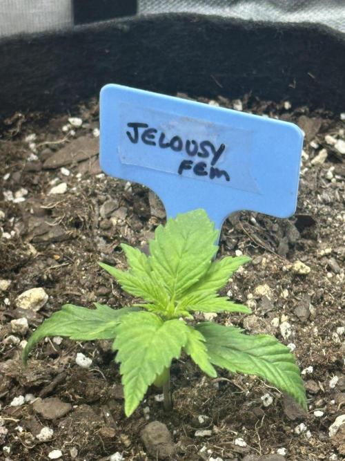 Hey Jealousy. Week 2