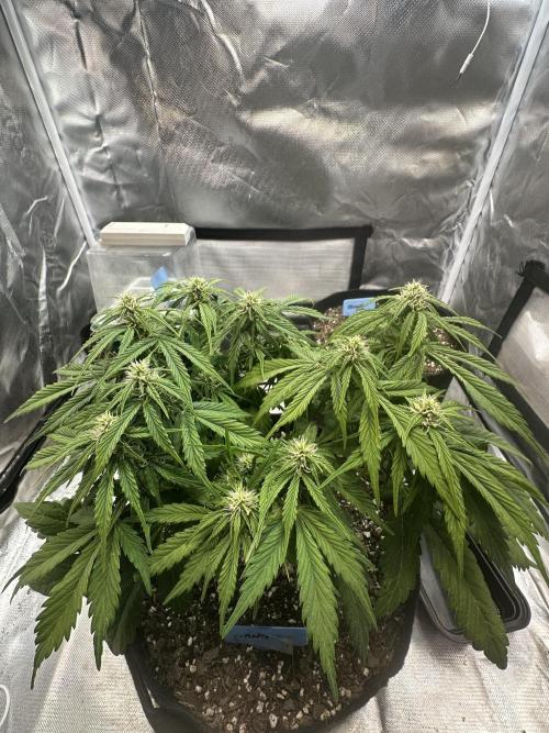 Blimburn Tangie Automatic. Week 8