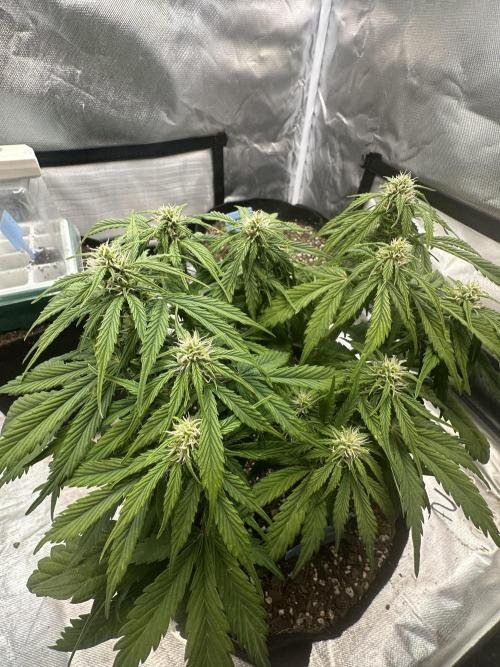 Blimburn Tangie Automatic. Week 8