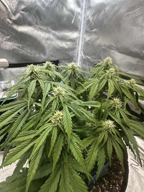 Blimburn Tangie Automatic. Week 8