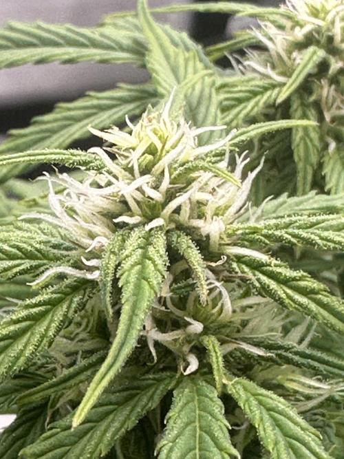 Blimburn Tangie Automatic. Week 8