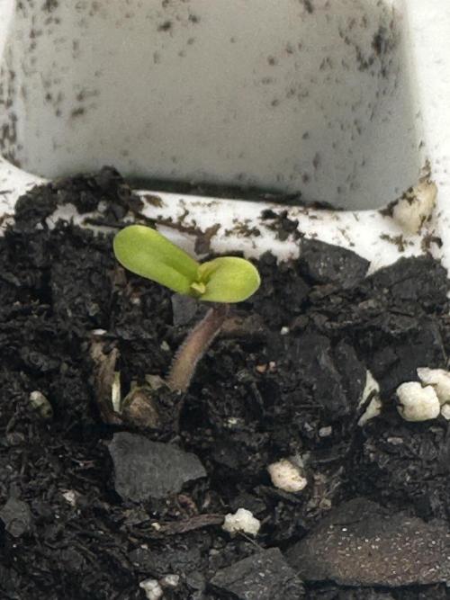 Humboldt Trainwreck x Pistachio. Week 0