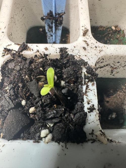 Humboldt Trainwreck x Pistachio. Week 0