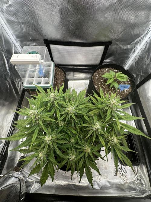 Blimburn Tangie Automatic. Week 9