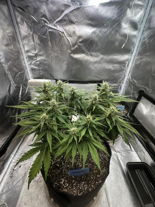 Blimburn Tangie Automatic. Week 9