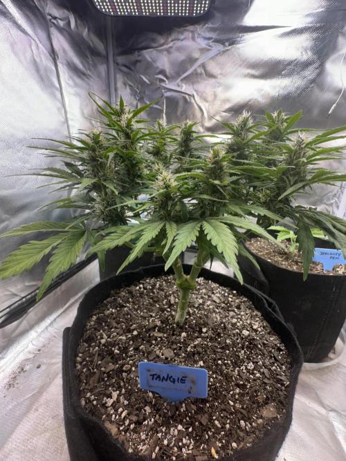 Blimburn Tangie Automatic. Week 9