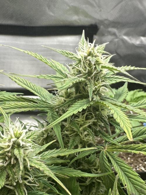 Blimburn Tangie Automatic. Week 9