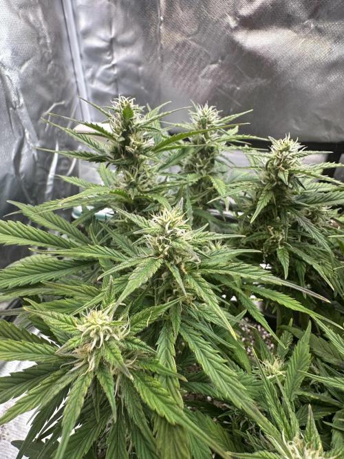 Blimburn Tangie Automatic. Week 9