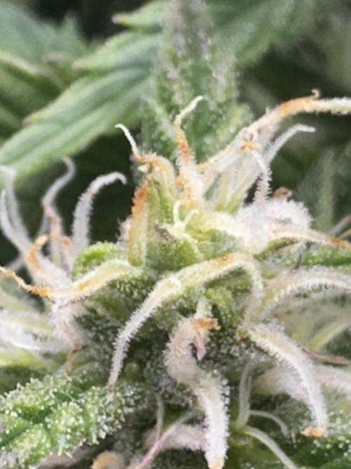 Blimburn Tangie Automatic. Week 9