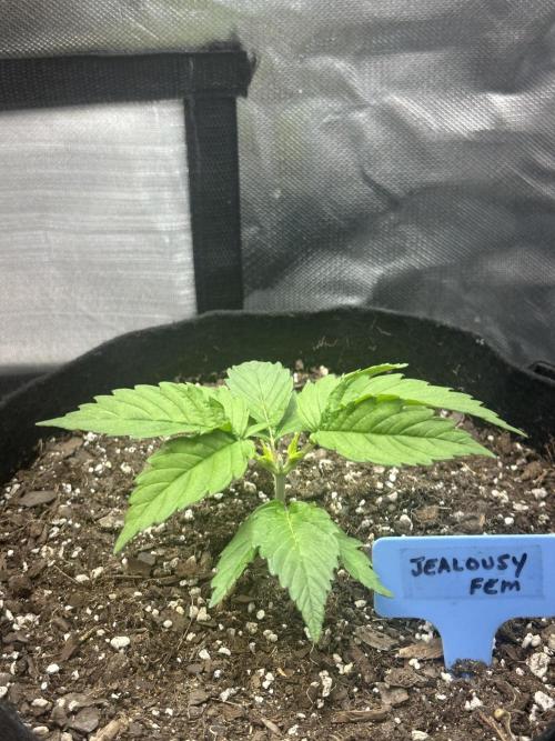 Hey Jealousy. Week 3