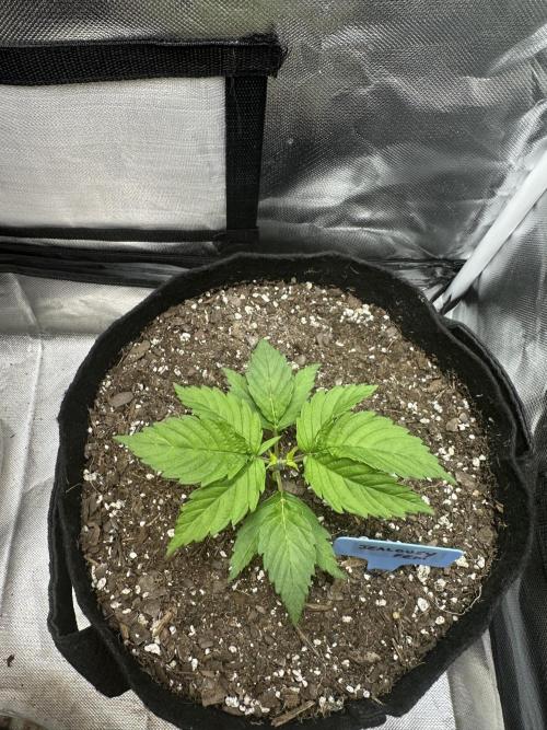 Hey Jealousy. Week 3