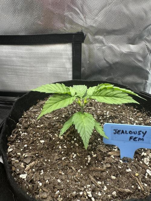 Hey Jealousy. Week 3