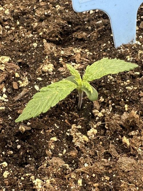 Humboldt Trainwreck x Pistachio. Week 1