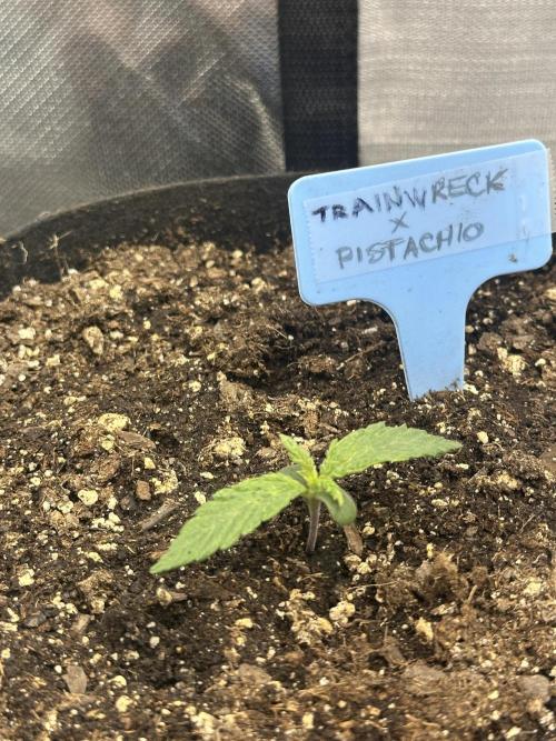 Humboldt Trainwreck x Pistachio. Week 1