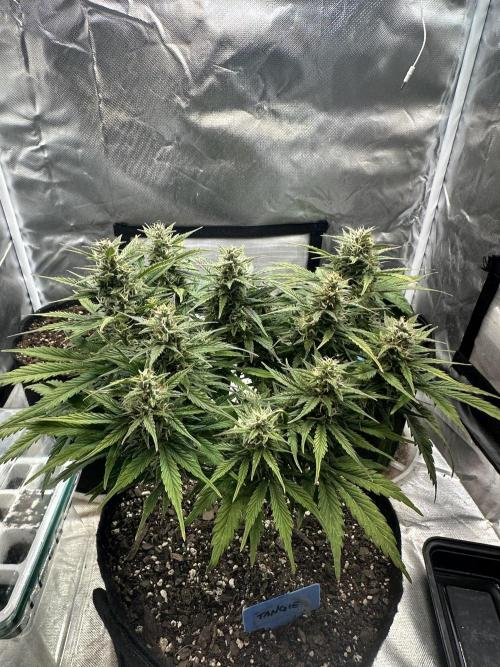 Blimburn Tangie Automatic. Week 10
