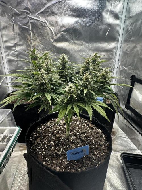 Blimburn Tangie Automatic. Week 10