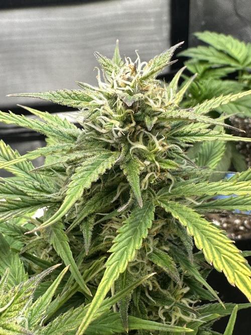 Blimburn Tangie Automatic. Week 10