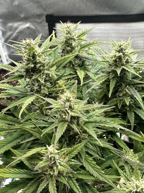 Blimburn Tangie Automatic. Week 10