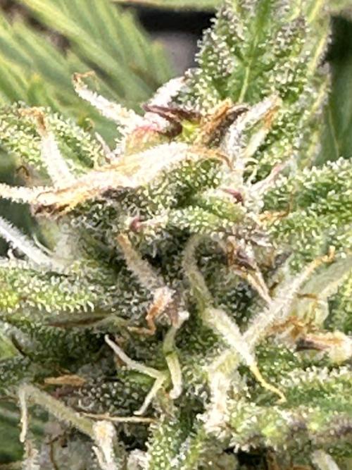 Blimburn Tangie Automatic. Week 10
