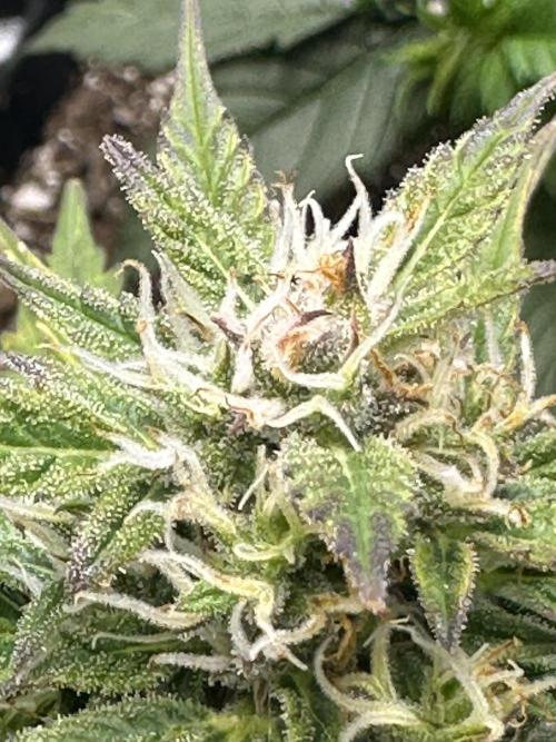 Tangie auto. Week 10