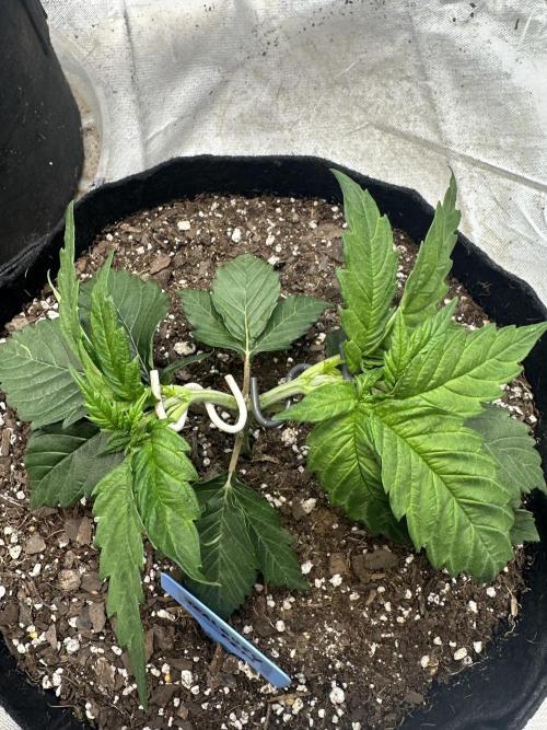 Hey Jealousy. Week 4