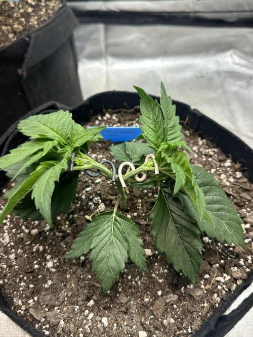 Hey Jealousy. Week 4