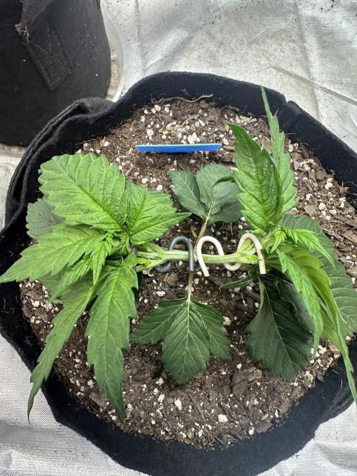 Hey Jealousy. Week 4