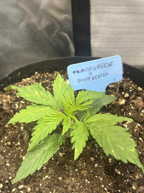Humboldt Trainwreck x Pistachio. Week 2