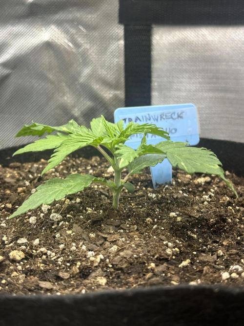 Humboldt Trainwreck x Pistachio. Week 2