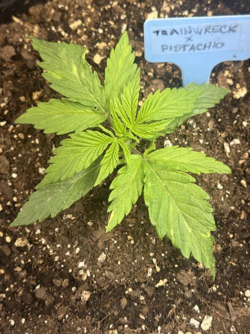 Humboldt Trainwreck x Pistachio. Week 2
