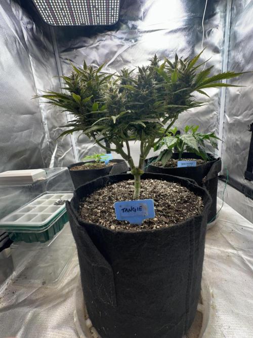 Blimburn Tangie Automatic. Week 11