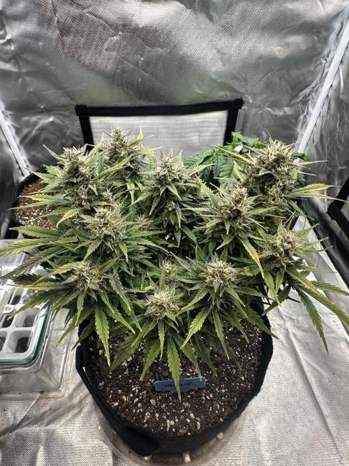 Blimburn Tangie Automatic. Week 11