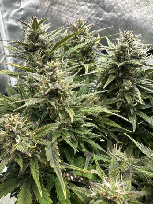 Blimburn Tangie Automatic. Week 11