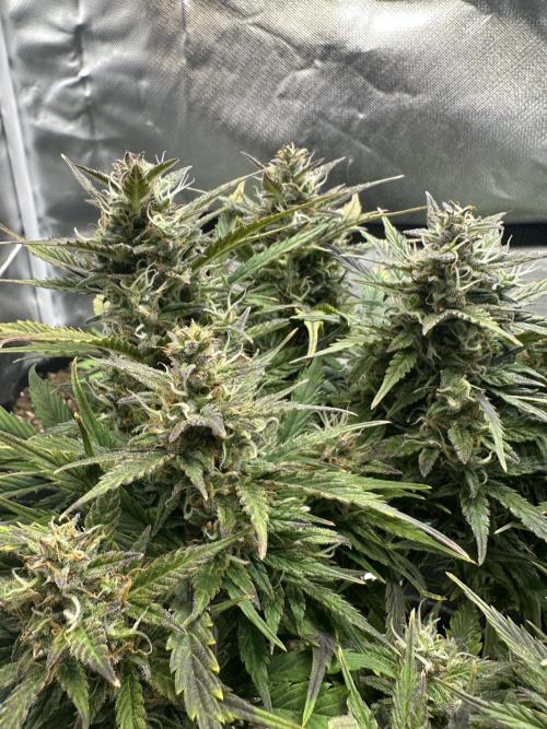 Blimburn Tangie Automatic. Week 11