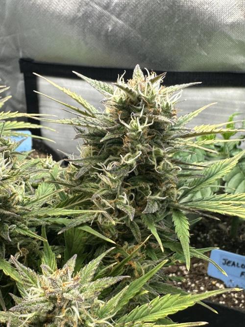 Blimburn Tangie Automatic. Week 11
