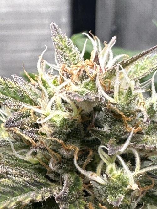 Blimburn Tangie Automatic. Week 11