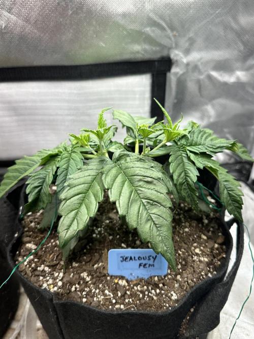 Hey Jealousy. Week 5
