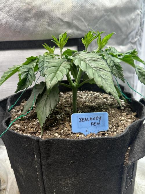 Hey Jealousy. Week 5