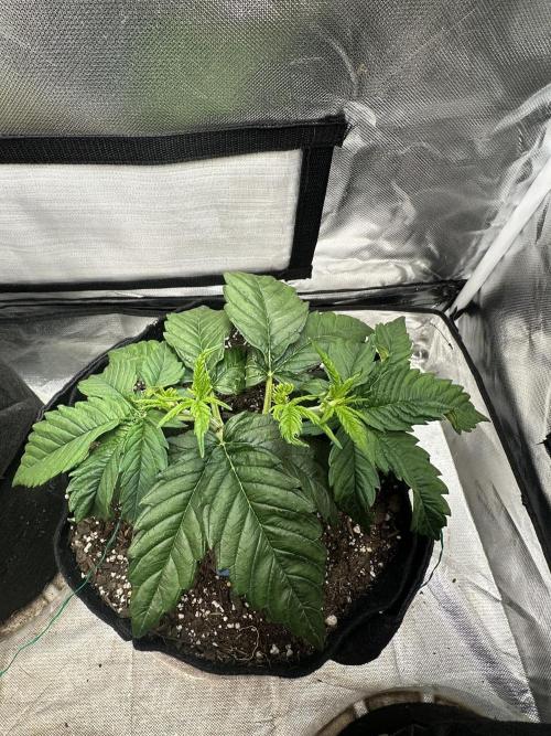 Hey Jealousy. Week 5