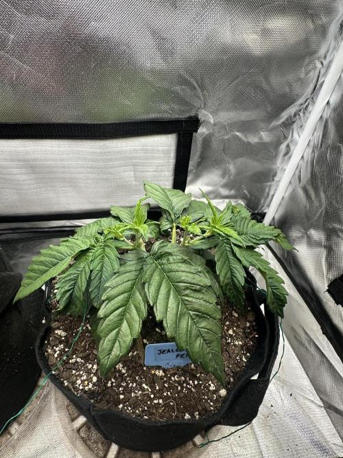 Hey Jealousy. Week 5